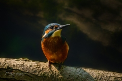 Si_IMG_7108aa