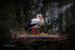 Si_IMG_9496aa