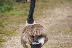 Si_IMG_9519-bewerkt-ab