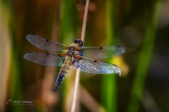 Si_IMG_9596ab