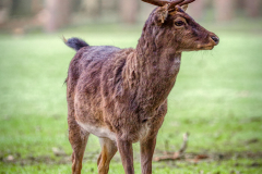 Si_IMG_9672aa