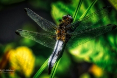 Si_IMG_9712ab