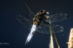 Si_IMG_9721a-2