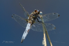 Si_IMG_9722a_1