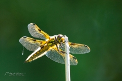 Si_IMG_9731