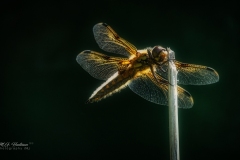 Si_IMG_9732abb
