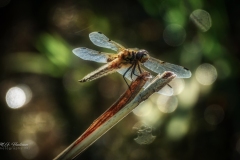 Si_IMG_9742aa