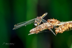 Si_IMG_9782ba_1