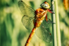 Si_IMG_9811ab-2