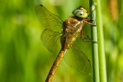 Si_IMG_9813_1a