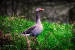 Si_IMG_9870aab