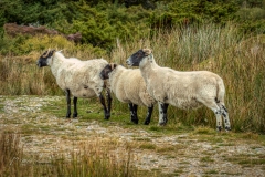 Si_IMG_3812aa