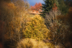 Si_5DM42175a