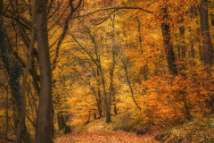 A beautiful autumn somewhere in the forest