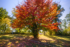Tree in autumn clothes