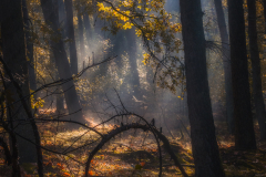 In the forest
