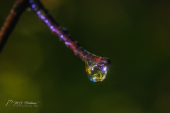 Si_5DM41197a