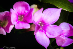 Si_5DM46447a