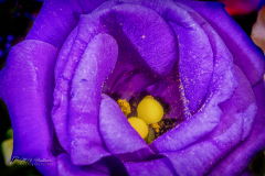 Si_5DM46449a