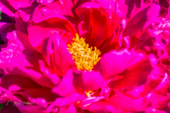 Si_5DM46736a