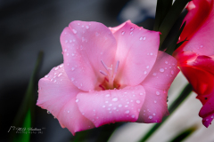 Si_IMG_6003aa