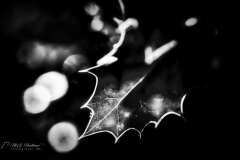 Si_IMG_6358ae