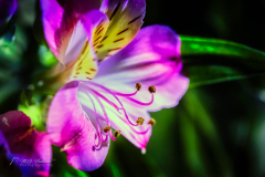 Si_IMG_7343