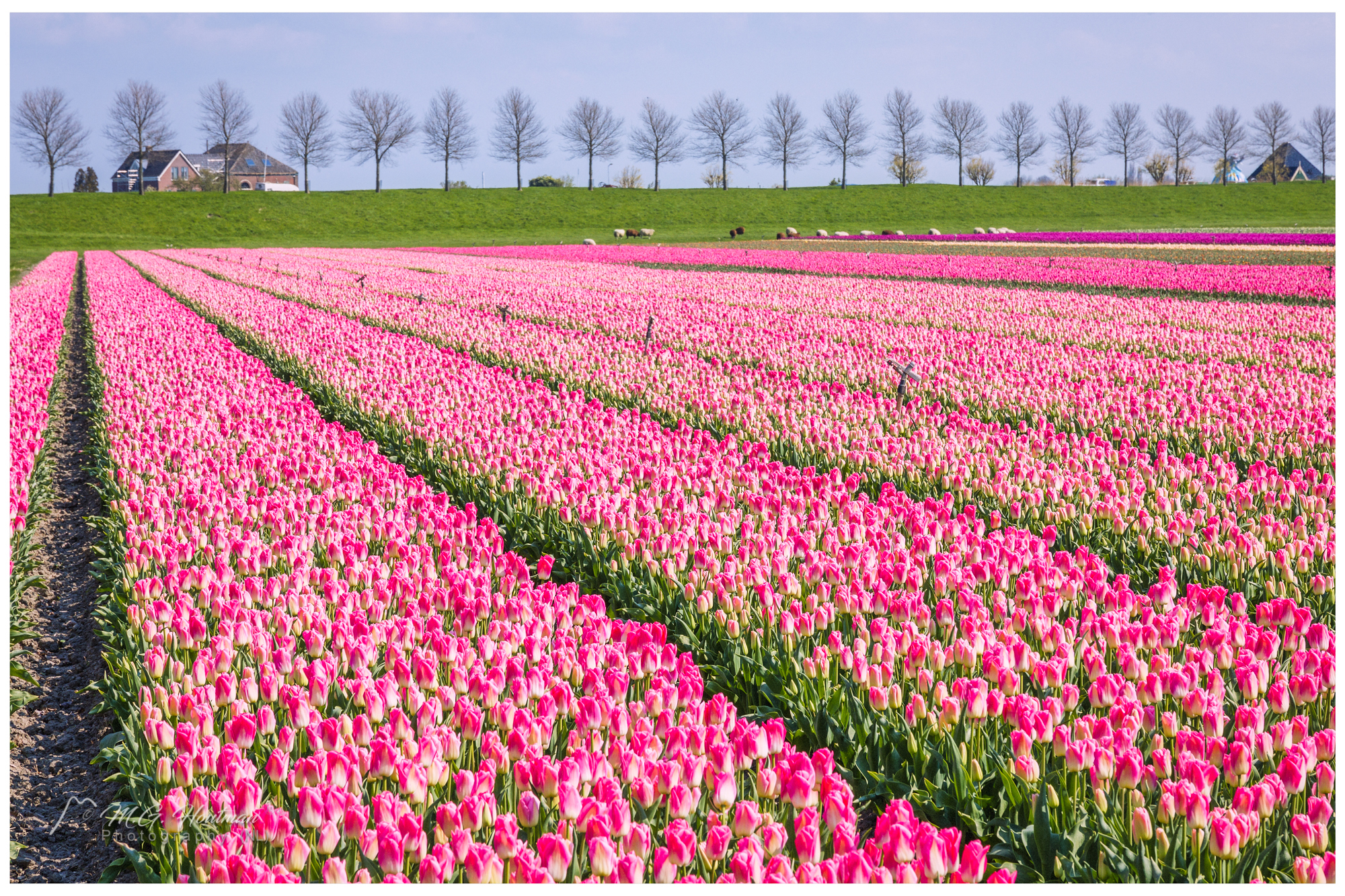 Dutch flower field (NL)