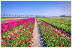 Fields of Dutch Tulips