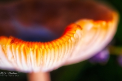 Mushroom (Brandzwam)