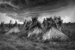 Si_IMG_0178bc