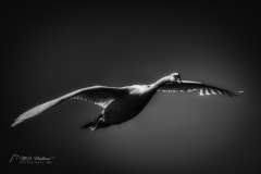 Si_IMG_1296ab
