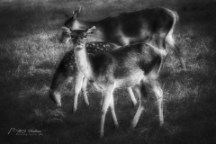 Si_IMG_3665ae