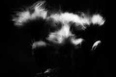 Si_IMG_3759ad