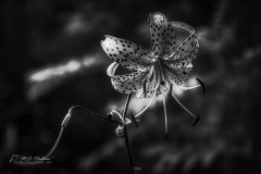 Si_IMG_4423ab